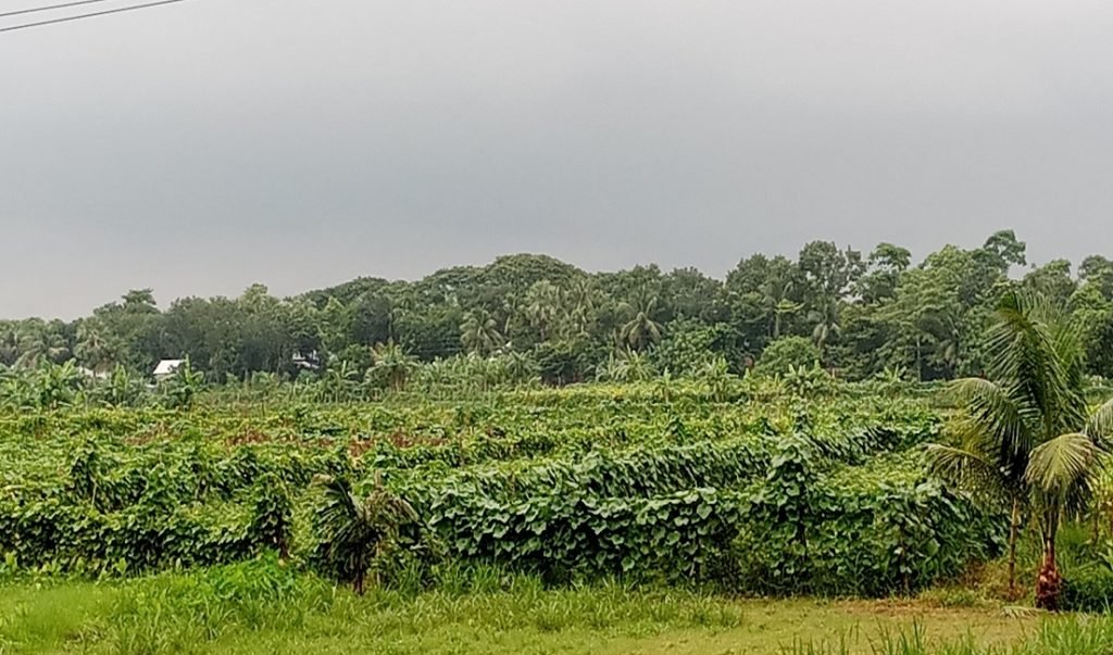 মজুমদার বাজারের সবজি যাচ্ছে দেশের বিভিন্ন স্থানে 1 sadarpur
