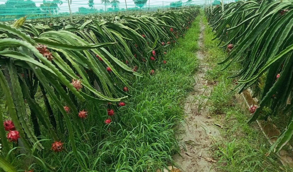 kaligonj 1