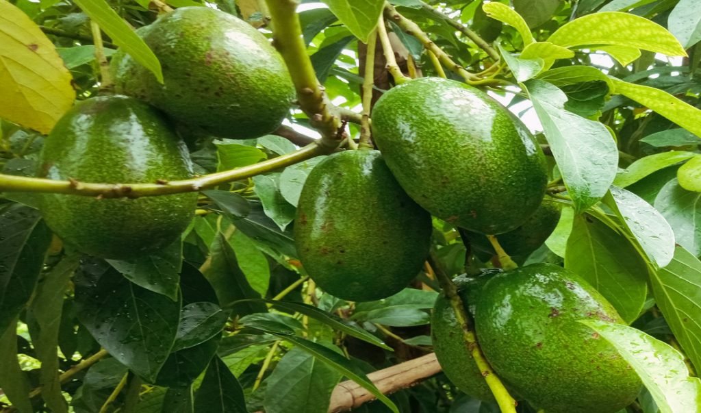 kaligonj 2