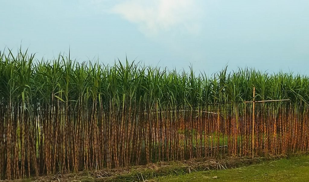 narail 1 1