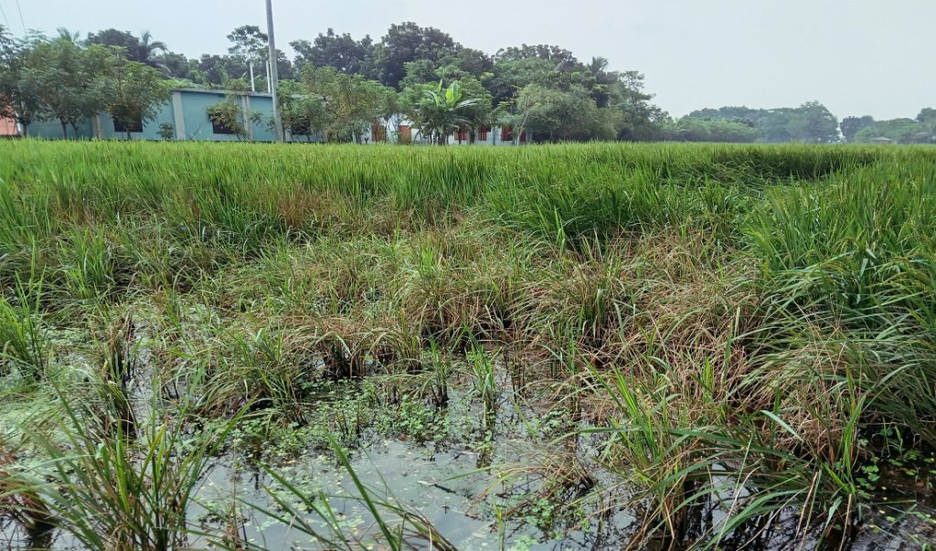 ধান ক্ষেতে পচন, ফলন নিয়ে শঙ্কা 1 Jhenidah paddy 1 1