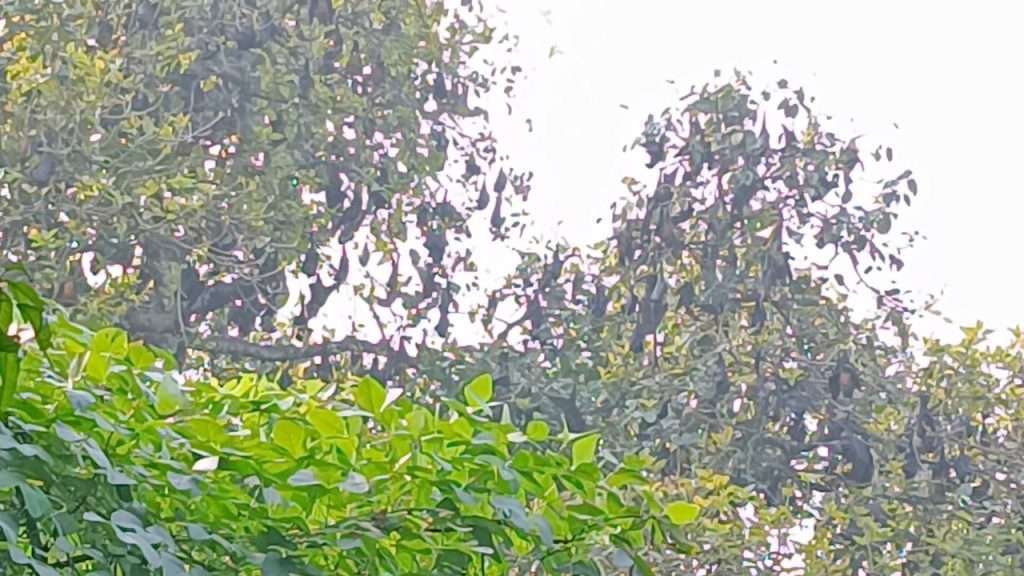 badur pic 2