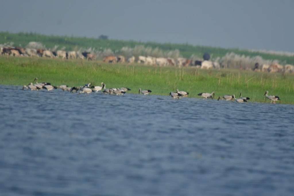 kushtia pic