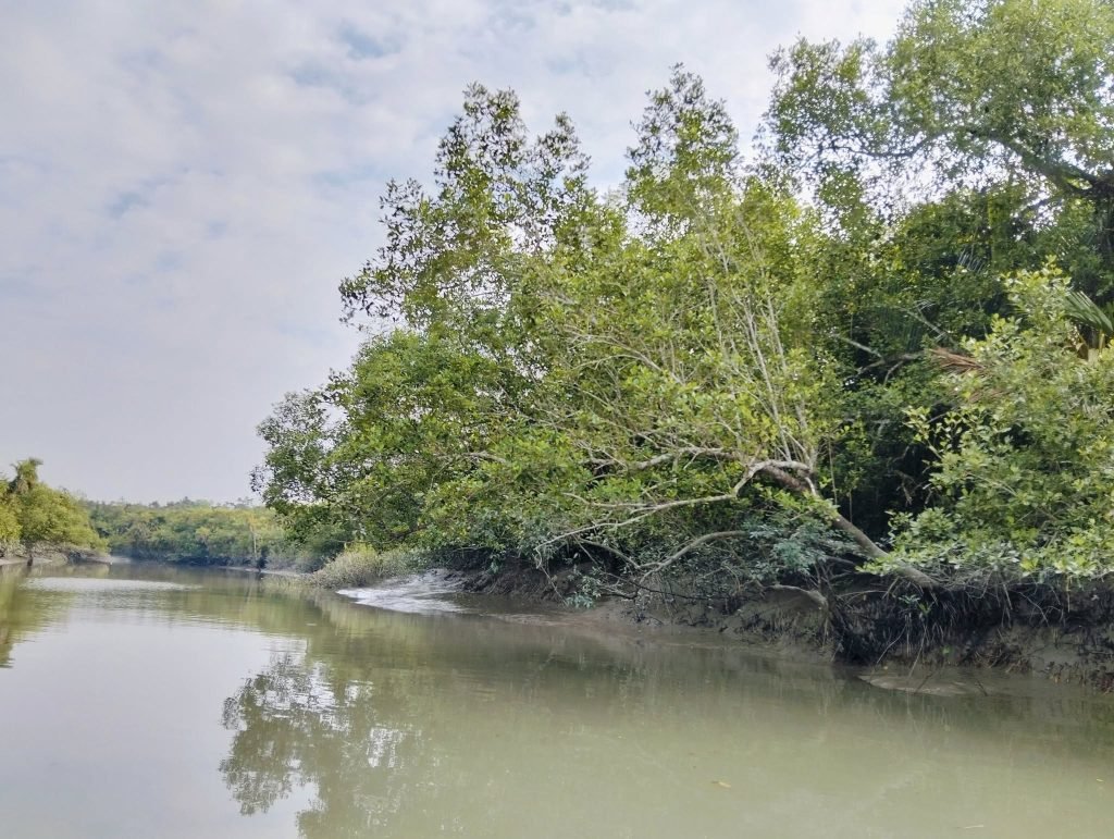 Sunderbon Pic88