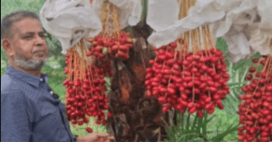 bagerhat 1